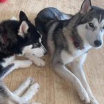 La Concejalía de Bienestar Animal rescata seis perros adultos y dos cachorros de dos fincas en Firgas